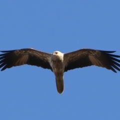 Haliastur sphenurus at Taminick, VIC - 23 Jun 2024 11:51 AM
