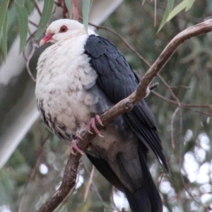 Columba leucomela at Wanniassa, ACT - 30 Jun 2024