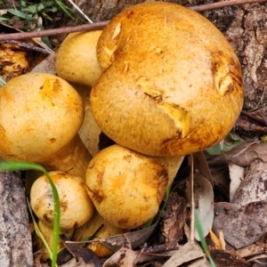 Gymnopilus junonius at Hawker, ACT - 30 Jun 2024