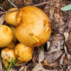 Gymnopilus junonius at Hawker, ACT - 30 Jun 2024