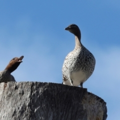 Chenonetta jubata (Australian Wood Duck) at Australian National University - 17 Jun 2024 by AlisonMilton