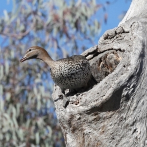 Chenonetta jubata at Australian National University - 17 Jun 2024