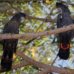 Calyptorhynchus banksii banksii at West Mackay, QLD - 25 Mar 2016