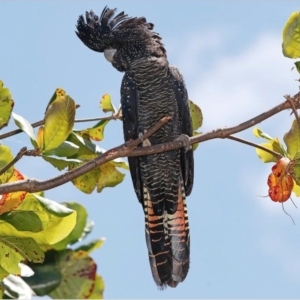 Calyptorhynchus banksii banksii at West Mackay, QLD - suppressed