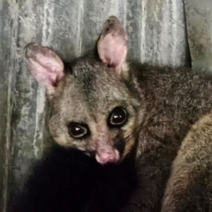 Trichosurus vulpecula at QPRC LGA - 2 Jul 2024