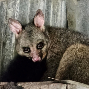 Trichosurus vulpecula at QPRC LGA - 2 Jul 2024