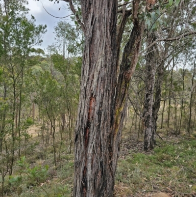 Eucalyptus macrorhyncha subsp. macrorhyncha (Red Stringybark) at Jacka, ACT - 2 Jul 2024 by Jiggy