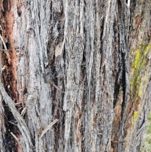 Eucalyptus macrorhyncha subsp. macrorhyncha at Jacka, ACT - 2 Jul 2024