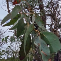 Eucalyptus macrorhyncha subsp. macrorhyncha at Jacka, ACT - 2 Jul 2024