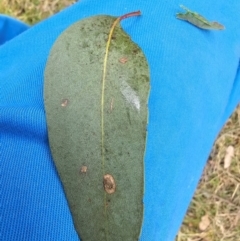 Eucalyptus macrorhyncha subsp. macrorhyncha at Jacka, ACT - 2 Jul 2024