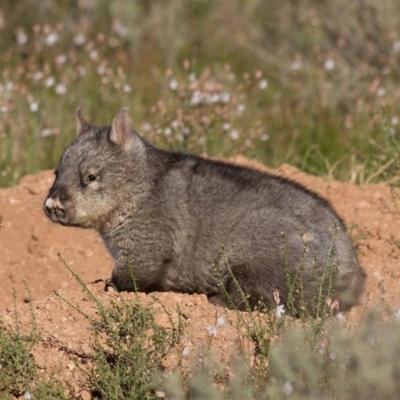 Lasiorhinus latifrons (Southern Hairy-nosed Wombat) at Blanchetown, SA - 23 Sep 2016 by michaelb