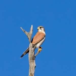 Falco cenchroides (Nankeen Kestrel) at Winton North, VIC by jb2602
