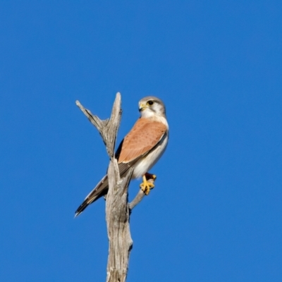 Falco cenchroides (Nankeen Kestrel) at Winton Wetlands - 23 Jun 2024 by jb2602