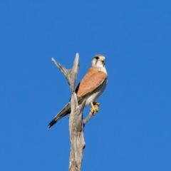 Falco cenchroides at Winton North, VIC - 23 Jun 2024 01:33 PM