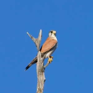 Falco cenchroides at Winton North, VIC - 23 Jun 2024 01:33 PM