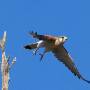 Falco cenchroides at Winton North, VIC - 23 Jun 2024 01:33 PM