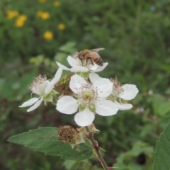 Apis mellifera (European honey bee) at Tuggeranong Hill - 7 Jan 2024 by michaelb