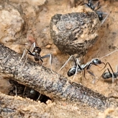 Iridomyrmex sp. (genus) (Ant) at Bruce Ridge - 2 Jul 2024 by trevorpreston