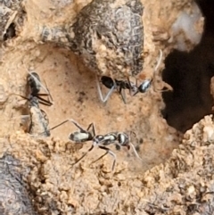 Iridomyrmex sp. (genus) at Bruce Ridge - 2 Jul 2024 11:55 AM