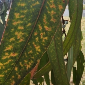 Pseudosydowia eucalypti at O'Connor, ACT - 10 Apr 2023