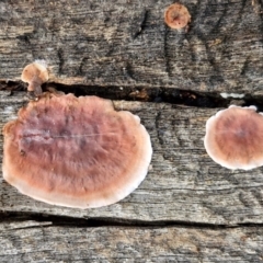 Xylobolus illudens (Purplish Stereum) at Bruce Ridge - 2 Jul 2024 by trevorpreston