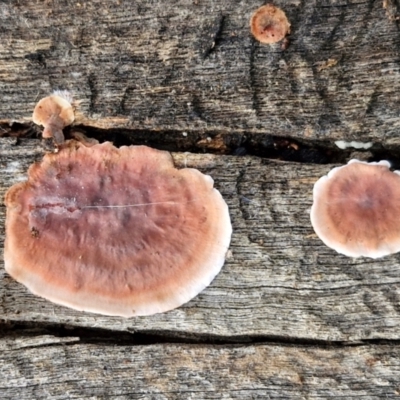 Xylobolus illudens (Purplish Stereum) at Bruce Ridge - 2 Jul 2024 by trevorpreston