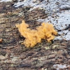 Arcyria sp. (genus) at Bruce Ridge - 2 Jul 2024