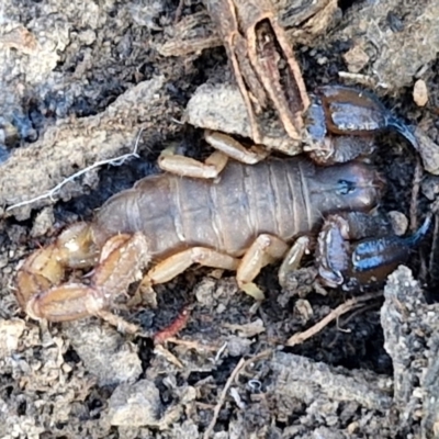 Urodacus manicatus (Black Rock Scorpion) at Bruce Ridge - 2 Jul 2024 by trevorpreston