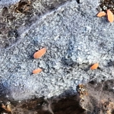 Poduromorpha sp. (order) (Plump Springtails) at Bruce Ridge - 2 Jul 2024 by trevorpreston