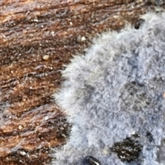 Unverified at suppressed - suppressed