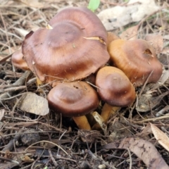 Cortinarius sp. (Cortinarius) at Bruce Ridge - 2 Jul 2024 by trevorpreston