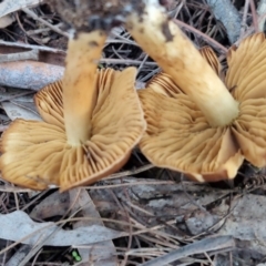 Cortinarius sp. at Bruce Ridge - 2 Jul 2024