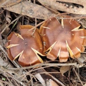 Cortinarius sp. at Bruce Ridge - 2 Jul 2024