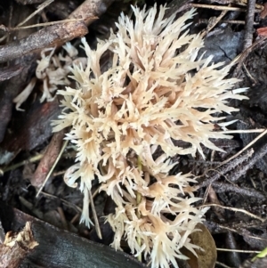 Ramaria sp. at Kangaroo Valley, NSW - 2 Jul 2024