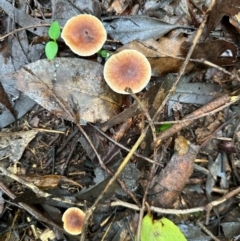 Hypholoma sp. (Hypholoma) at Kangaroo Valley, NSW - 2 Jul 2024 by lbradley