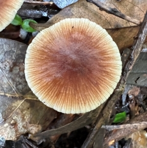 Hypholoma sp. at Kangaroo Valley, NSW - 2 Jul 2024