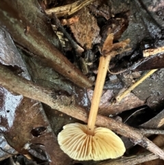 Hypholoma sp. at Kangaroo Valley, NSW - 2 Jul 2024