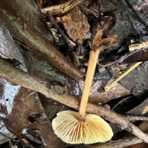 Hypholoma sp. at Kangaroo Valley, NSW - 2 Jul 2024