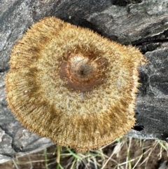 Lentinus fasciatus (Hairy Trumpet) at Kangaroo Valley, NSW - 2 Jul 2024 by lbradley