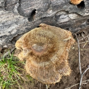 Lentinus fasciatus at Kangaroo Valley, NSW - 2 Jul 2024