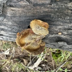 Lentinus fasciatus at Kangaroo Valley, NSW - 2 Jul 2024