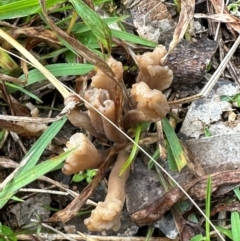 Clavulina sp. at Kangaroo Valley, NSW - suppressed