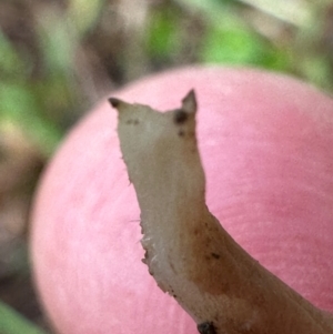 Clavulina sp. at Kangaroo Valley, NSW - suppressed