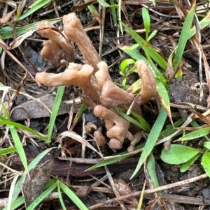 Clavulina sp. at Kangaroo Valley, NSW - suppressed