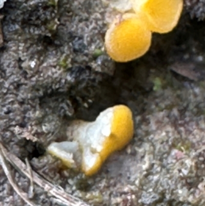 Phaeohelotium (Discinella terrestris aggregate) at Kangaroo Valley, NSW - 2 Jul 2024 by lbradley