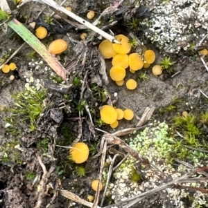 Phaeohelotium (Discinella terrestris aggregate) at Kangaroo Valley, NSW - suppressed