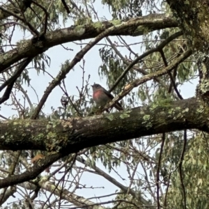 Petroica rosea at Kangaroo Valley, NSW - suppressed