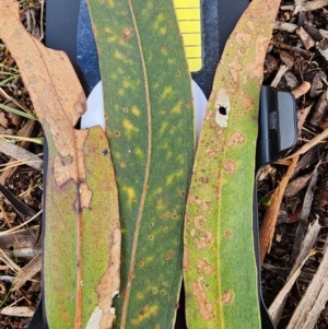 Pseudosydowia eucalypti at O'Connor, ACT - 2 Jul 2024