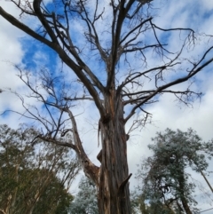 Pseudosydowia eucalypti at O'Connor, ACT - 2 Jul 2024