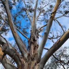 Eucalyptus globulus subsp. bicostata (Southern Blue Gum, Eurabbie) at O'Connor, ACT - 2 Jul 2024 by Steve818